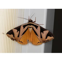 /filer/webapps/moths/media/images/A/attathoides_Attatha_A_Roland_01.jpg