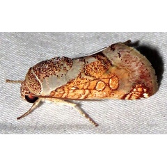 /filer/webapps/moths/media/images/P/pulcherrima_Eulymnia_A_Braun_02.jpg
