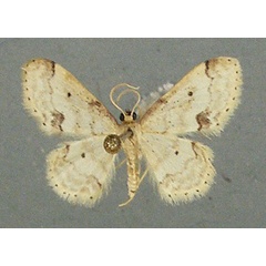 /filer/webapps/moths/media/images/B/basicostalis_Idaea_AM_TMSA.jpg