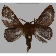 /filer/webapps/moths/media/images/B/barbarae_Pseudometa_PTM_MfN.jpg