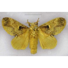 /filer/webapps/moths/media/images/P/phoneus_Odontocheilopteryx_HT_MfN.jpg