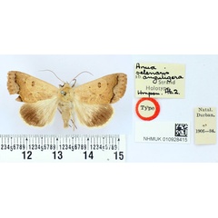 /filer/webapps/moths/media/images/A/anguligera_Anua_HT_BMNH.jpg