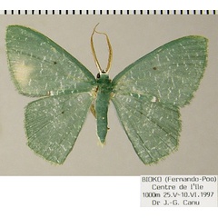 /filer/webapps/moths/media/images/N/neglecta_Prasinocyma_AM_ZSM.jpg