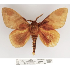/filer/webapps/moths/media/images/C/contraria_Pachymeta_AM_TMSA.jpg