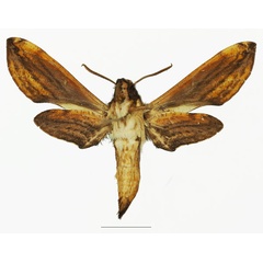 /filer/webapps/moths/media/images/M/malgassica_Theretra_AF_Basquinb.jpg