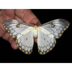 /filer/webapps/moths/media/images/A/apollinaris_Pseudaphelia_A_Bygott.jpg