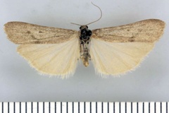 Entephrilema brevilamina