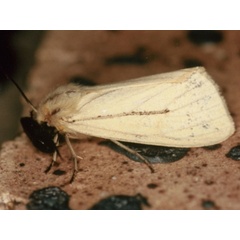 /filer/webapps/moths/media/images/F/figlina_Laelia_A_Roland.jpg