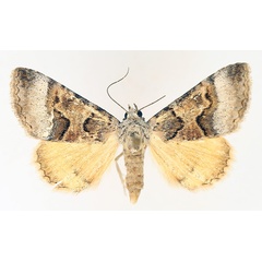 /filer/webapps/moths/media/images/M/metaxantha_Tytroca_AM_TMSA_01.jpg