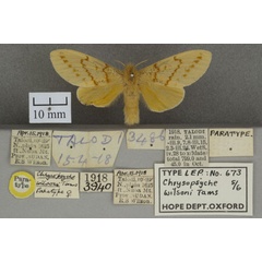 /filer/webapps/moths/media/images/W/wilsoni_Chrysopsyche_PTF_OUMNHa_02.jpg