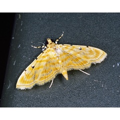 /filer/webapps/moths/media/images/Q/quaternalis_Notarcha_A_Roland_01_qNeXMr4.jpg
