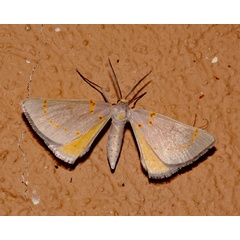 /filer/webapps/moths/media/images/P/pretoria_Nassinia_A_Roland_01.jpg