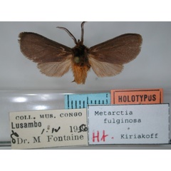 /filer/webapps/moths/media/images/F/fuliginosa_Metarctia_HT_RMCA_01.jpg