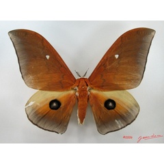 /filer/webapps/moths/media/images/A/alinda_Pseudobunaea_A_Albert_02.jpg