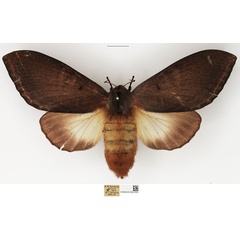 /filer/webapps/moths/media/images/M/marshalli_Grellada_AF_NHMUK.jpg