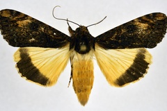 Ulotrichopus primulina