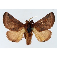 /filer/webapps/moths/media/images/P/perobliqua_Brachypecta_AM_TMSA_02.jpg