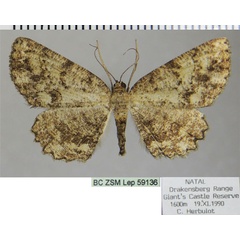 /filer/webapps/moths/media/images/C/complacita_Hypomecis_AF_ZSMa.jpg