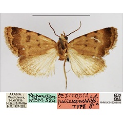 /filer/webapps/moths/media/images/P/pallescens_Oedicodia_PTM_NHMUK.jpg