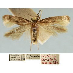 /filer/webapps/moths/media/images/F/farrata_Scythris_LT_TMSA_9q9MGD6.jpg