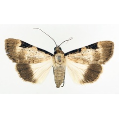 /filer/webapps/moths/media/images/Z/zimmeri_Audea_AF_TMSA_02.jpg