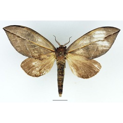 /filer/webapps/moths/media/images/D/dives_Aoba_AF_Basquin_01.jpg