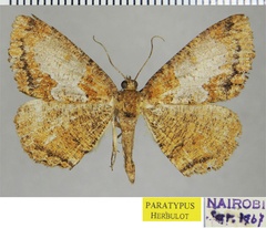 /filer/webapps/moths/media/images/B/bifida_Xylopteryx_PTM_ZSM.jpg