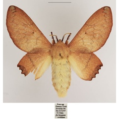 /filer/webapps/moths/media/images/M/missdebeerae_Morongea_AF_TMSA.jpg