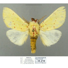 /filer/webapps/moths/media/images/C/croceipuncta_Antheua_AM_MWM.jpg