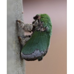 /filer/webapps/moths/media/images/V/viridissima_Parasa_A_Voaden.jpg