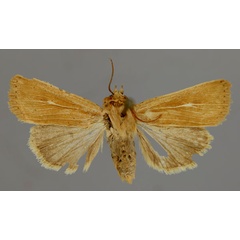 /filer/webapps/moths/media/images/T/torrentium_Vietteania_A_RMCA_01.jpg