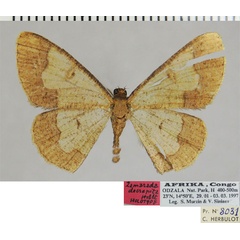 /filer/webapps/moths/media/images/D/decrepita_Zamarada_HT_ZSMa.jpg