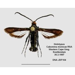 /filer/webapps/moths/media/images/M/monicae_Cabomina_HT_ZSM_01.jpg