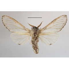 /filer/webapps/moths/media/images/N/neglecta_Afroplitis_AM_MGCLb_01.JPG