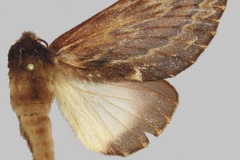 Lasiocesa fulgurata