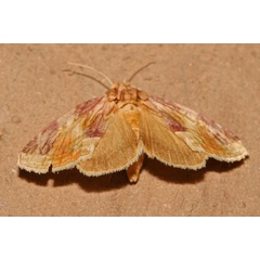 /filer/webapps/moths/media/images/P/porphyronea_Cirrodes_A_Roland_01.jpg