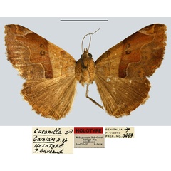 /filer/webapps/moths/media/images/B/banian_Caranilla_HT_MNHN.jpg