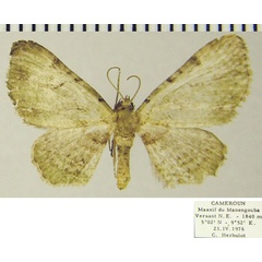 /filer/webapps/moths/media/images/S/senex_Chloroclystis_AM_ZSMa.jpg