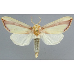 /filer/webapps/moths/media/images/V/vittata_Antheua_A_RMCA_01.jpg