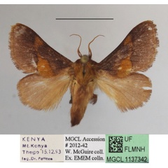 /filer/webapps/moths/media/images/C/cinnamomarea_Latoia_A_MGCLa_02.JPG