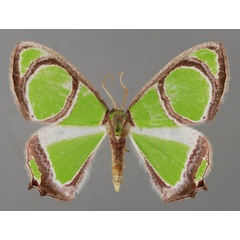 /filer/webapps/moths/media/images/A/albimarginata_Paragathia_A_ZSM_01.jpg