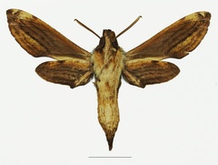 /filer/webapps/moths/media/images/M/malgassica_Theretra_AM_Basquinb.jpg