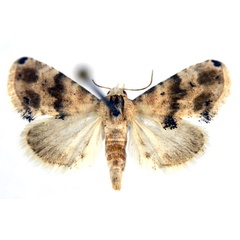 /filer/webapps/moths/media/images/P/pennula_Eublemma_A_NHMO.jpg