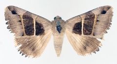 /filer/webapps/moths/media/images/M/monodonta_Grammodes_AF_TMSA.jpg
