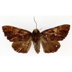 /filer/webapps/moths/media/images/M/melanis_Pseudoarcte_AM_TMSA_02.jpg