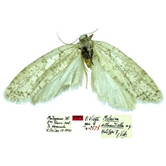 /filer/webapps/moths/media/images/A/alluaudiella_Melasina_HT_MNHN.jpg