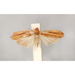 /filer/webapps/moths/media/images/C/capnobactra_Ioditis_HT_RMCA_01.jpg