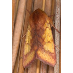 /filer/webapps/moths/media/images/X/xanthiata_Heliothis_AM_Heyns_03.jpg