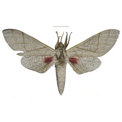/filer/webapps/moths/media/images/U/ukambaniensis_Neoclanis_HT_ZSMa.jpg