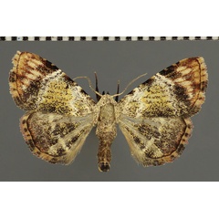 /filer/webapps/moths/media/images/A/atripalpis_Haemaphlebia_AM_Fiebig.jpg